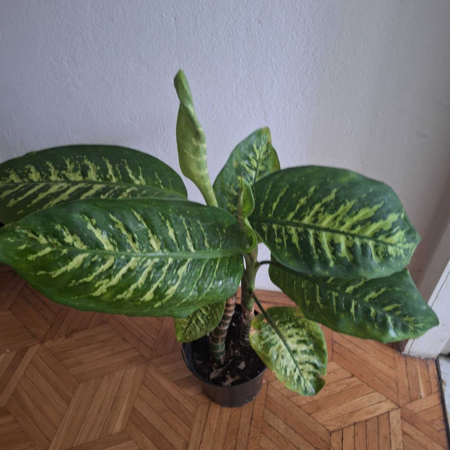 Difenbachia podwójna piękna tropic snow