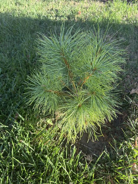 Сосна китайська біла Арманда