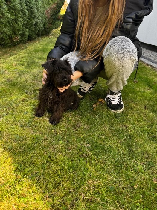 Sznaucer miniaturowy czarna sunia do odbioru