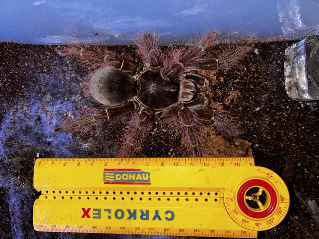 Theraphosa blondi samiec