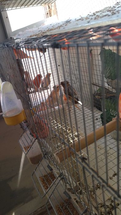 Animais domésticos