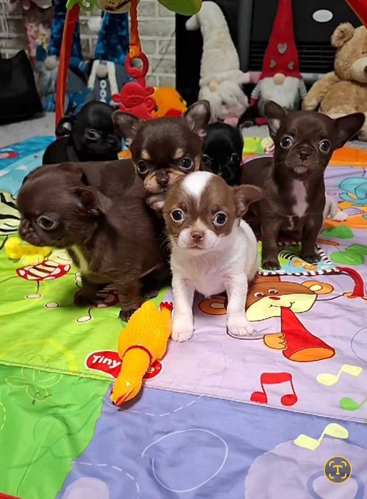 Chihuahua mini czekoladowy z rodowodem