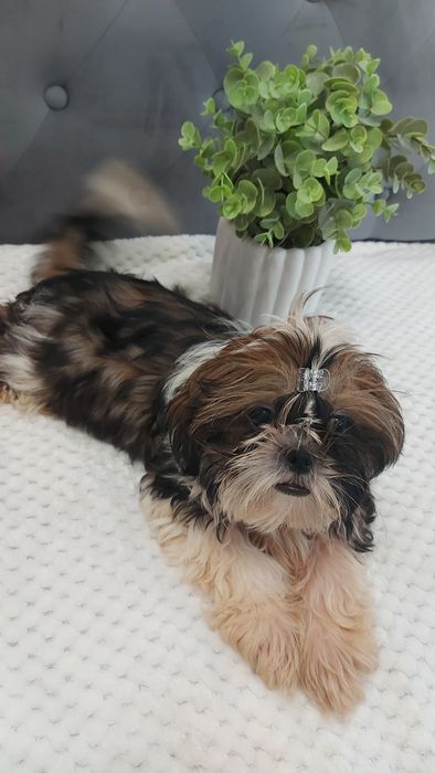 Wesoły Piesek shih tzu