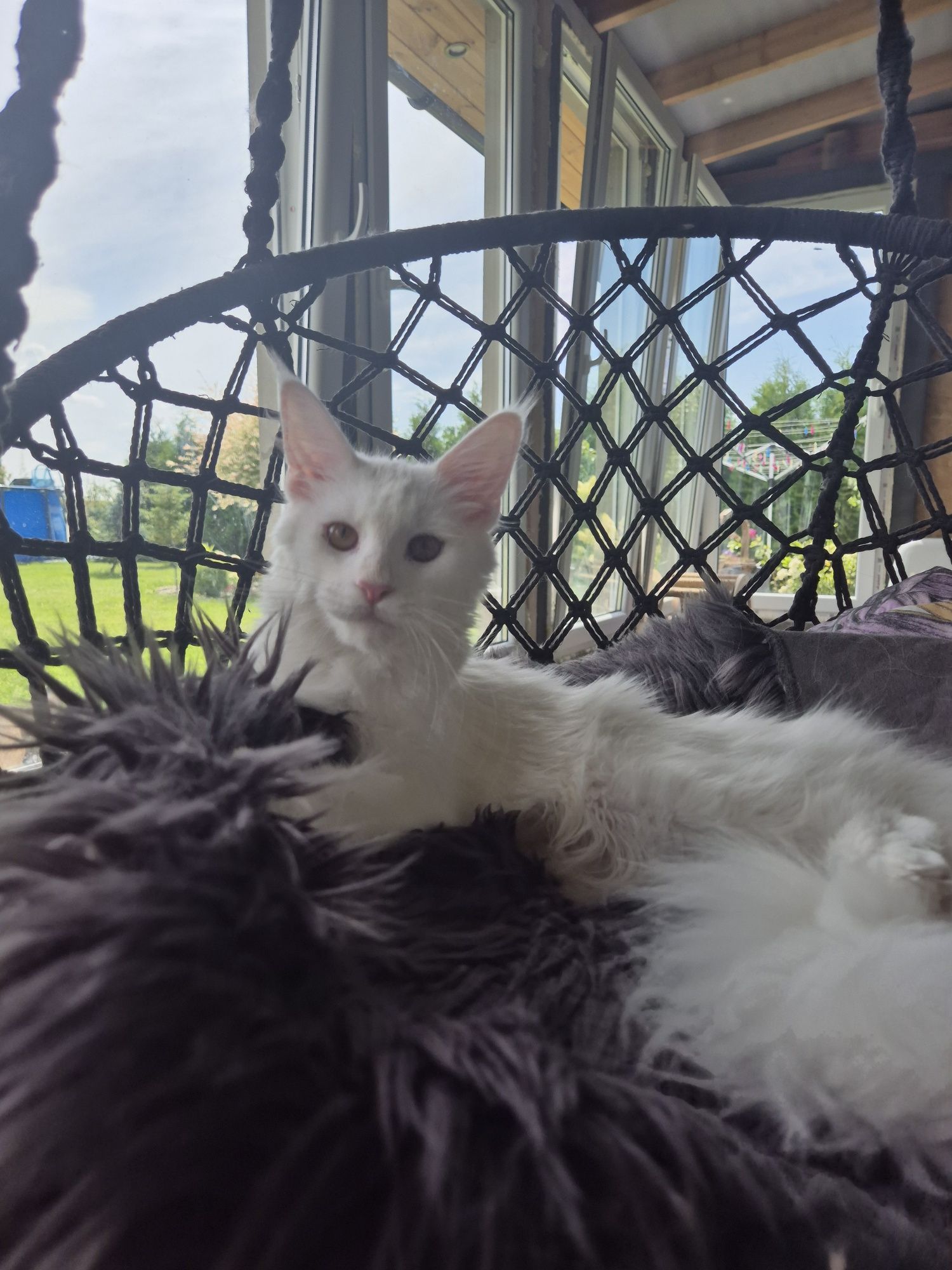 Kotka Maine Coon