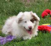 Border collie ZKwP suczka Red merle