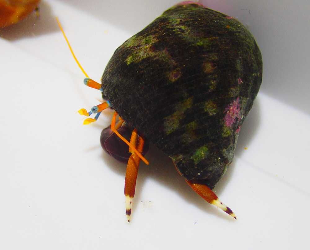 Calcinus laevimanus - krab pustelnik