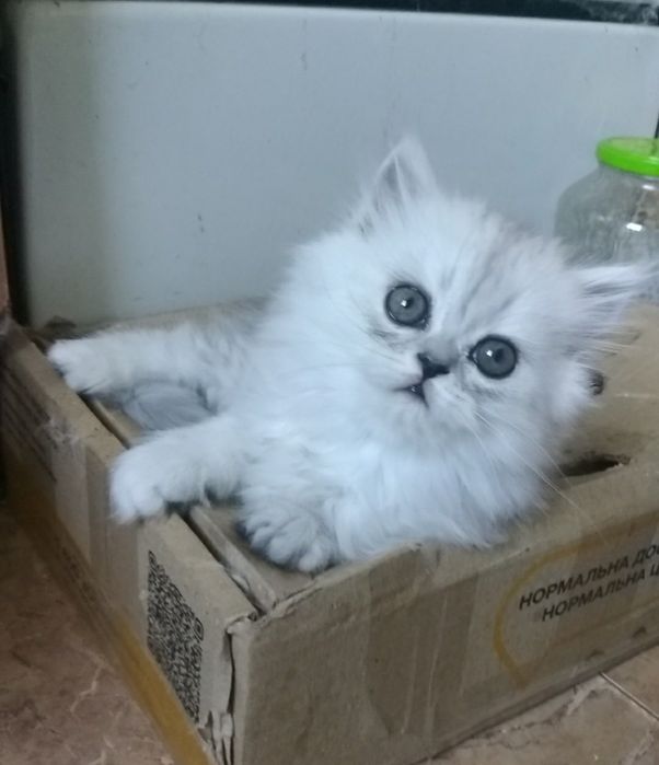 Котята серебристая шиншилла белая