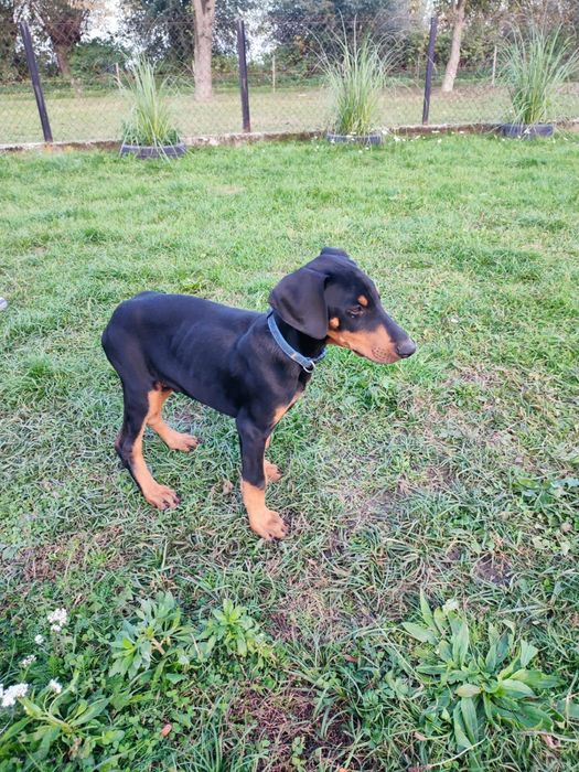 Doberman szczeniaki