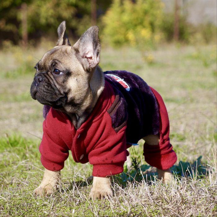 Девочка французский бульдог