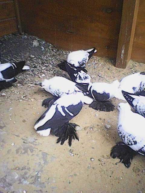 Czajki saksońskie czarne  łuskowane cena 100 zl