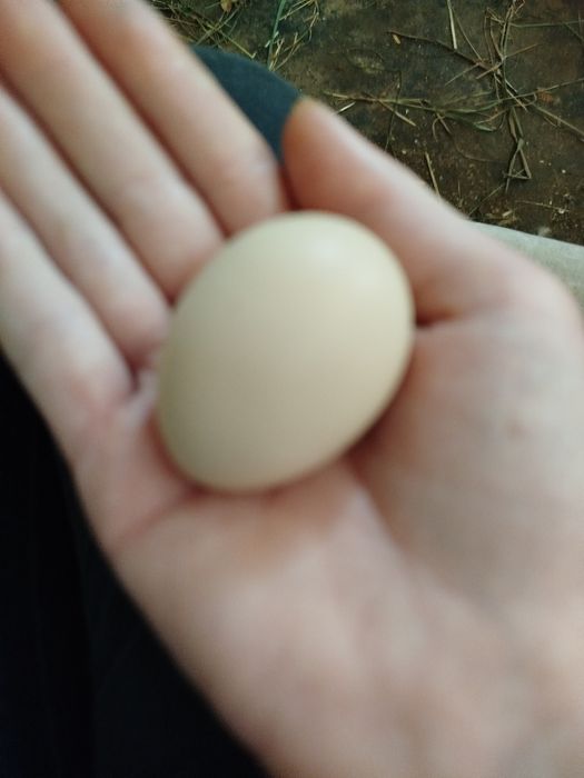 Zalężone Jajka od  oryginalnej Seramy