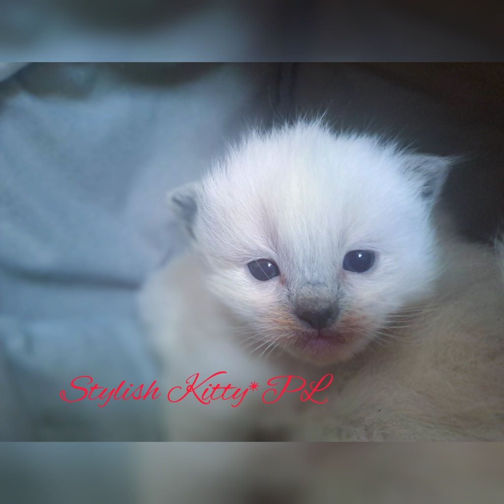 Ragdoll Felis Polonia kocurek