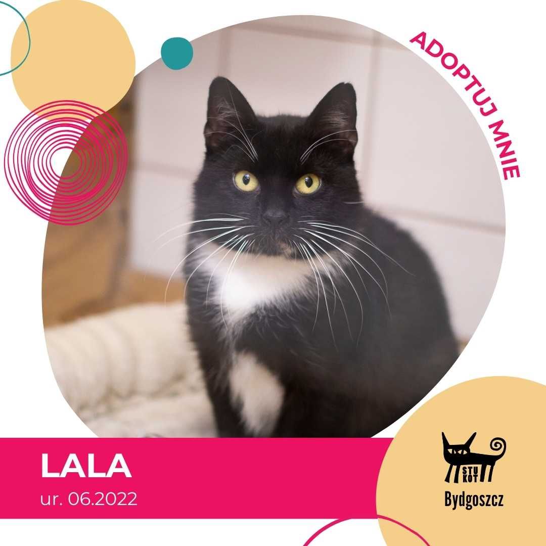 Lala - kotka do adopcji