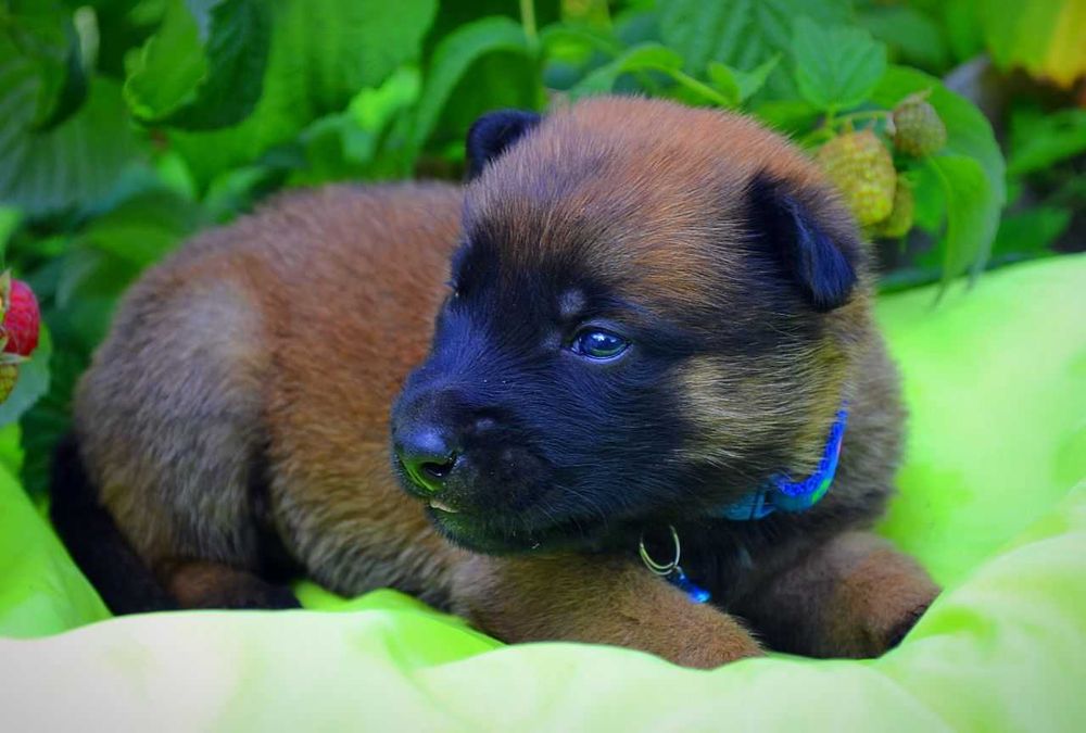 Кобели малинуа! Щенки бельгийской овчарки мальчики!