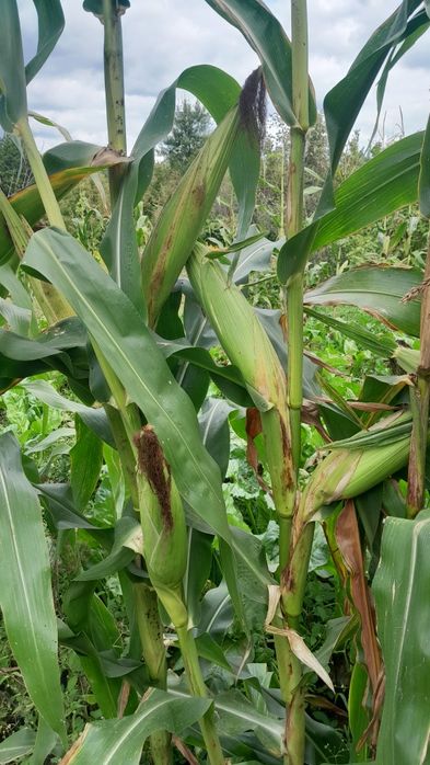 Семена кукурузы .