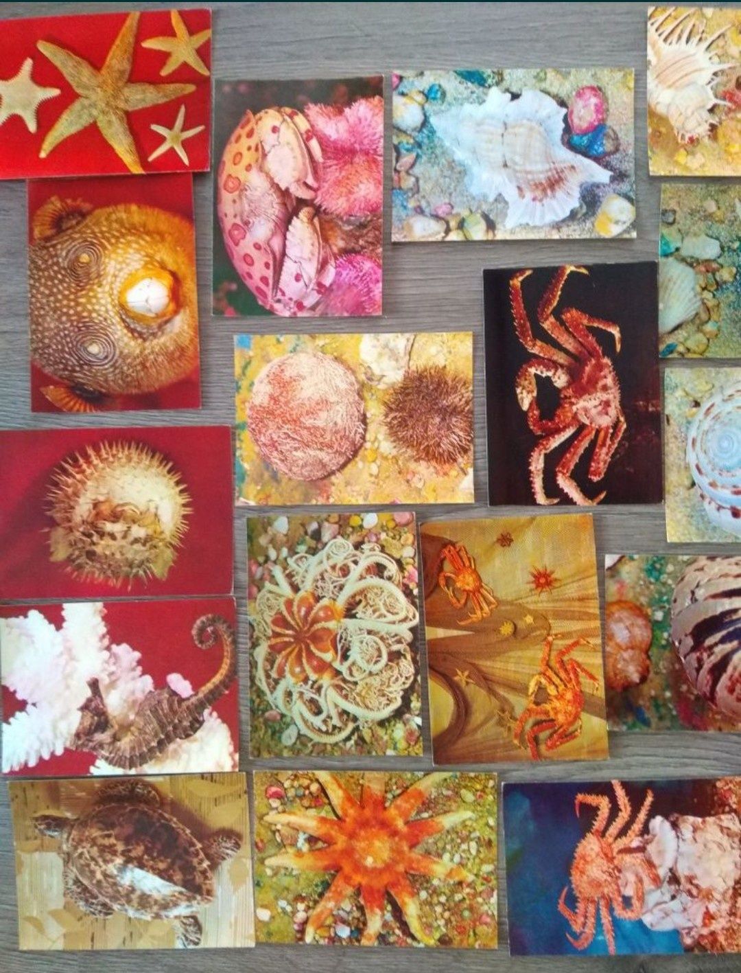 Комплект открыток Принесите океан домой сер Экскурсия в природу