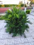 +50 Pés/Rebentos de Cycas