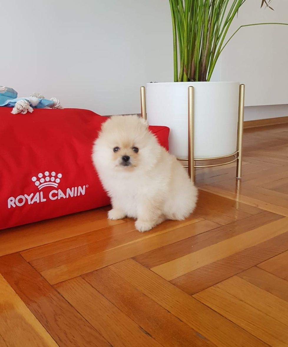 Szpic Miniaturowy Pomeranian suczka kremowa UNIKAT