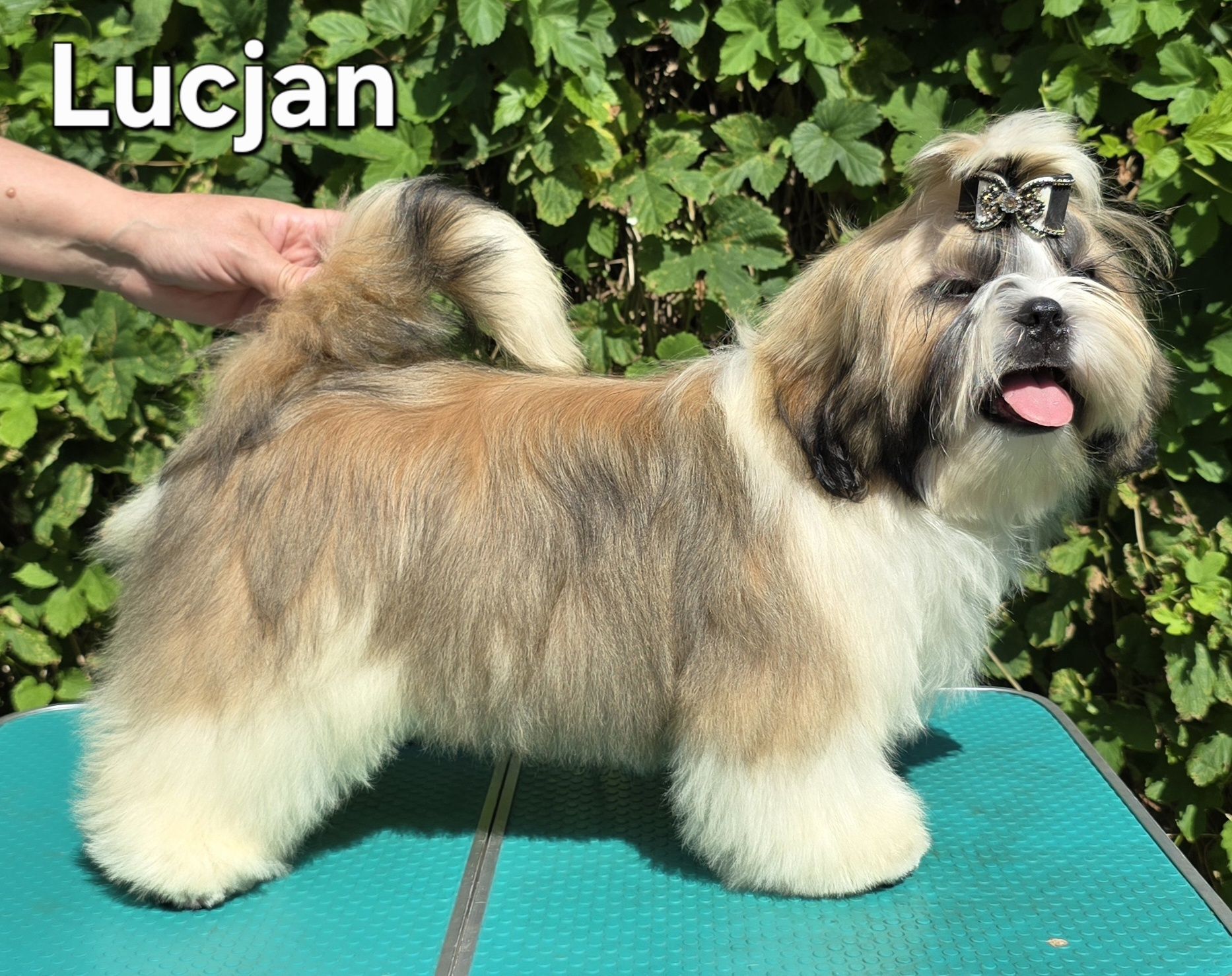 Piesek Shih tzu ZKWP