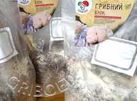 Грибной блок для выращивания Ежевика гребенчатого.
