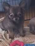 Chihuahua Piesek Mini