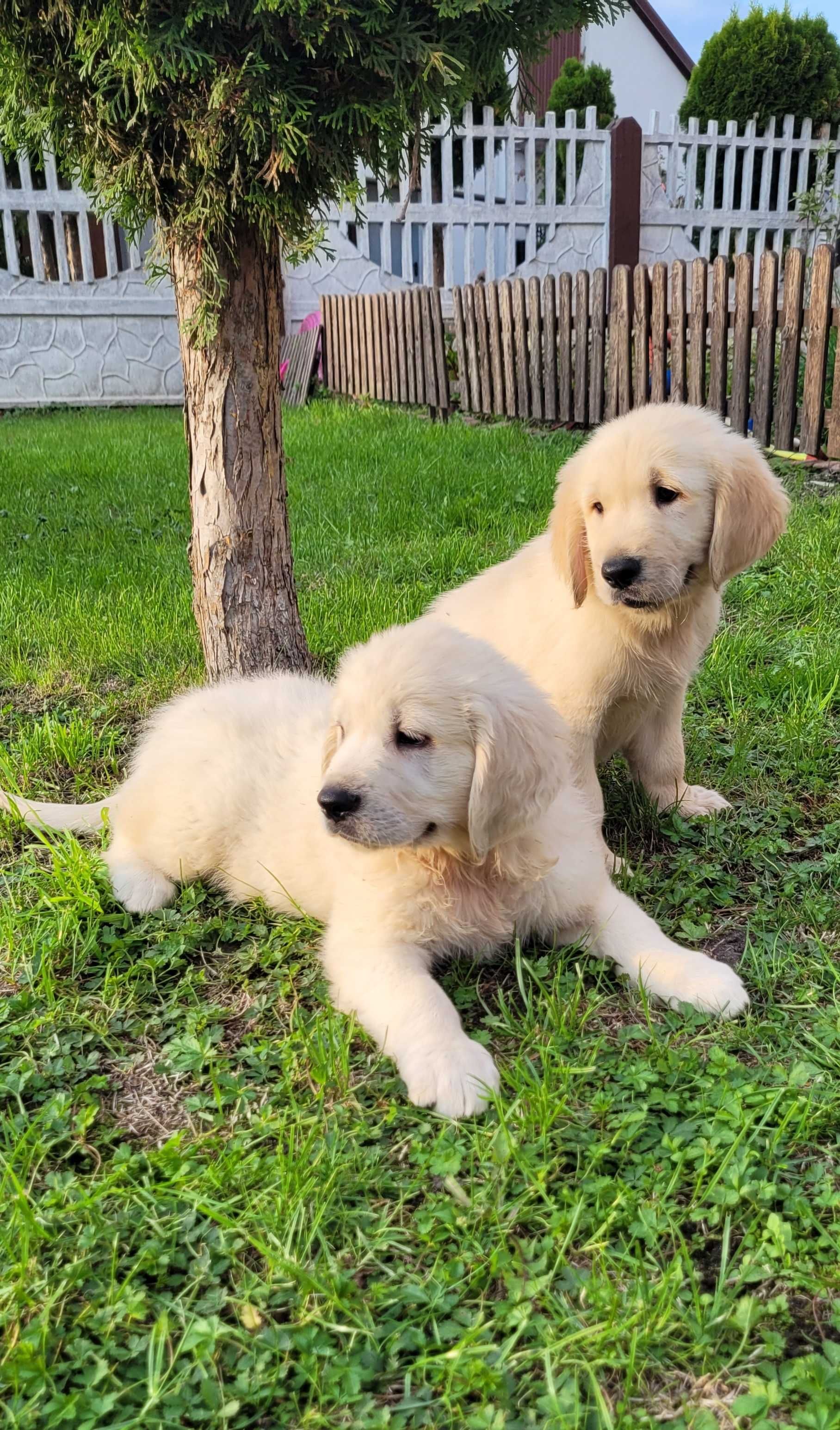 Golden retriever - cudne szczeniaki