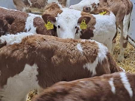 Sprzedam cielaki mięsne byczki jałóweczki