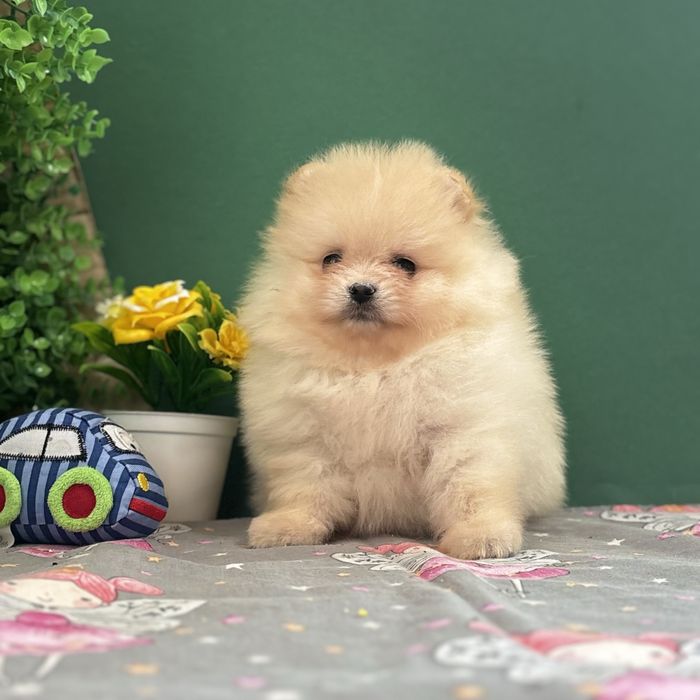 лялькова дівчинка тип ведмедика