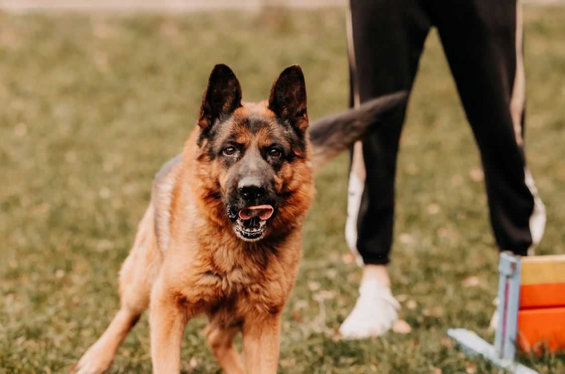 Falko w typie owczarka niemieckiego szuka domu!!!