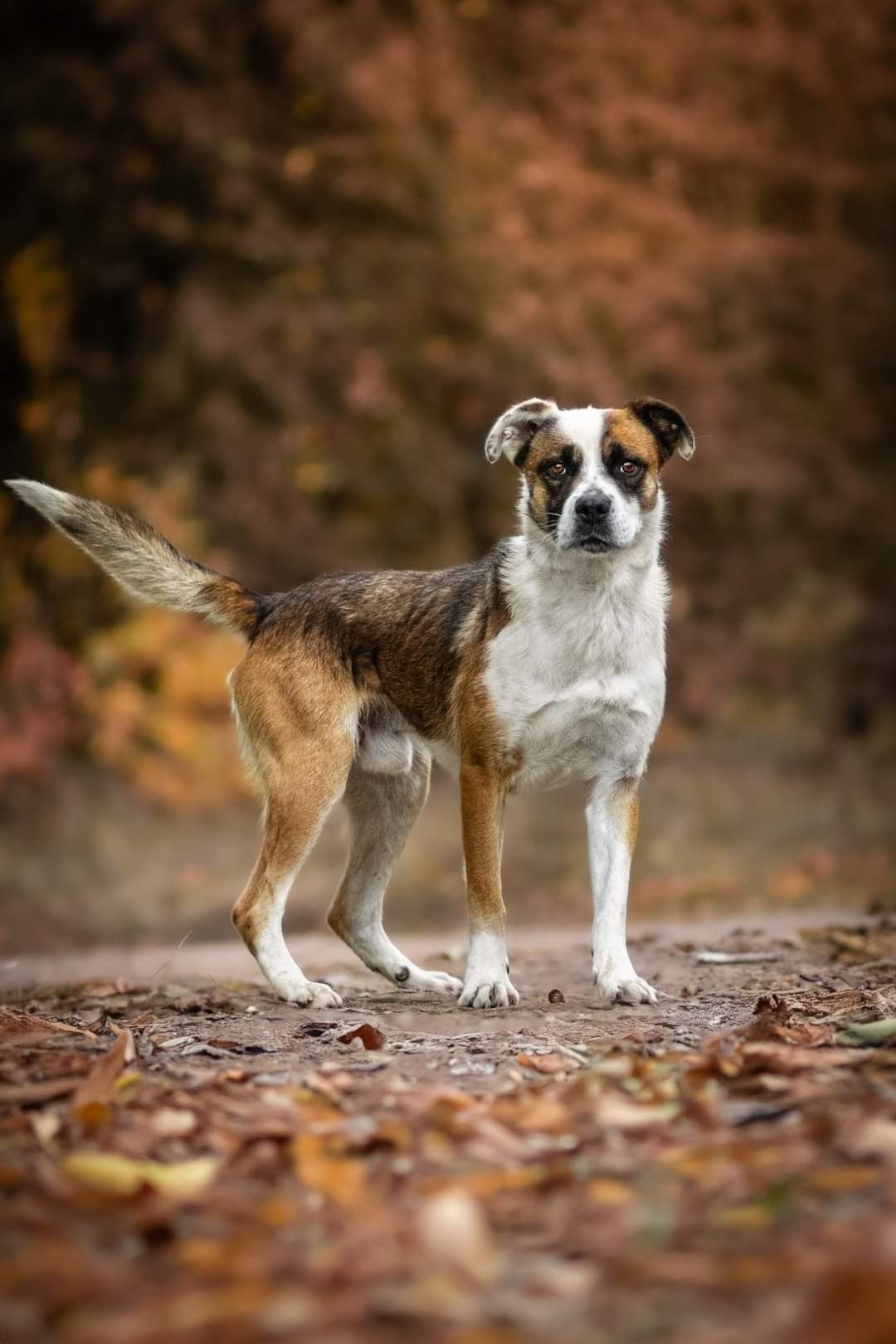 Łaciaty do adopcji!