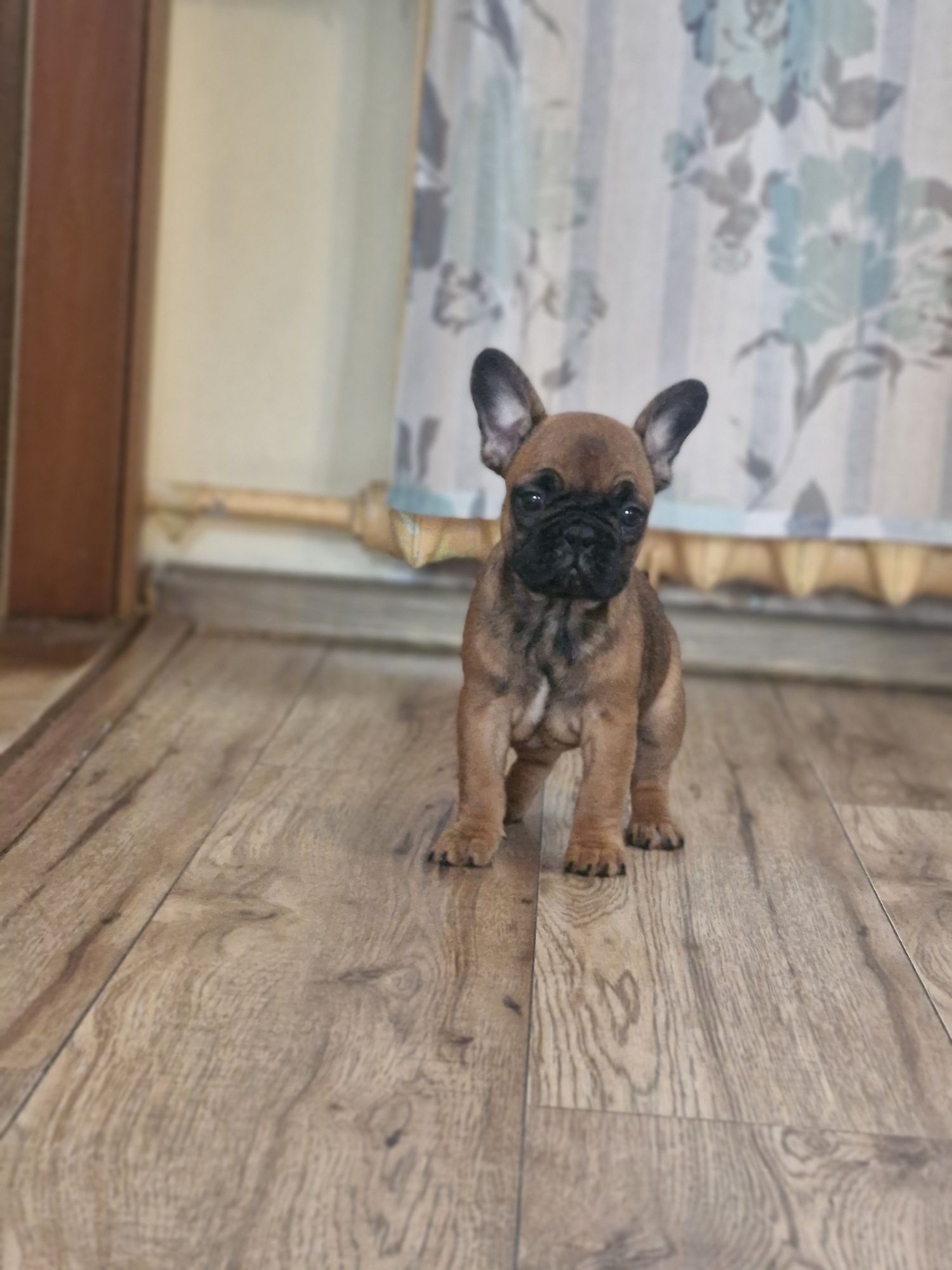 Buldog francuski