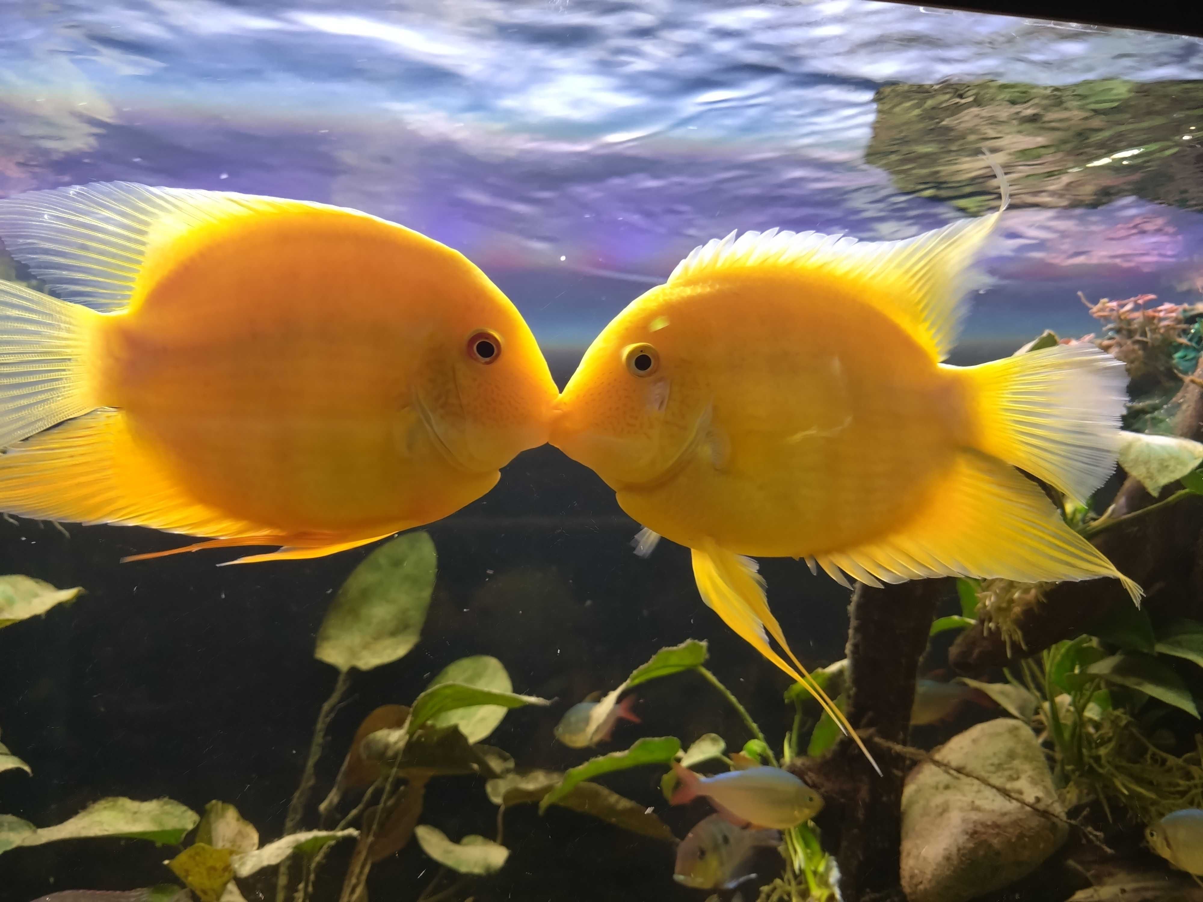 Pielęgnica severum gold - Dorosłe