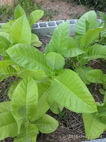 Sementes tabaco golden Virginia