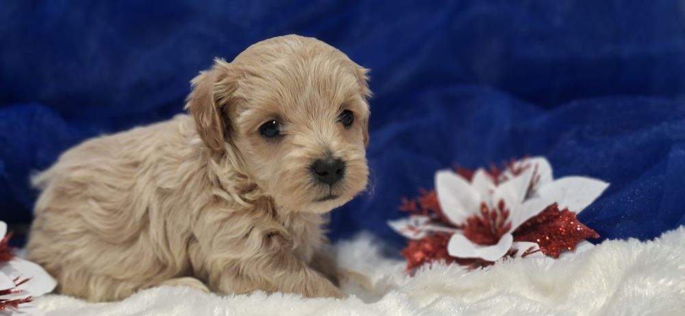 Pieski maltipoo z metryką do odbioru po 15 grudnia