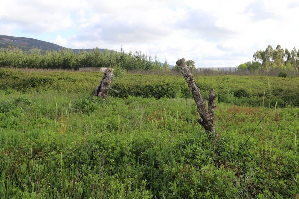 Oliveiras centenárias de variedade galega - Preços de 75€ - 200€