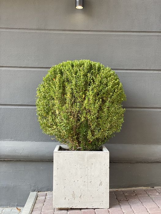 Смітники, квітники, кашпо, вази, вазони, обмежувачі руху