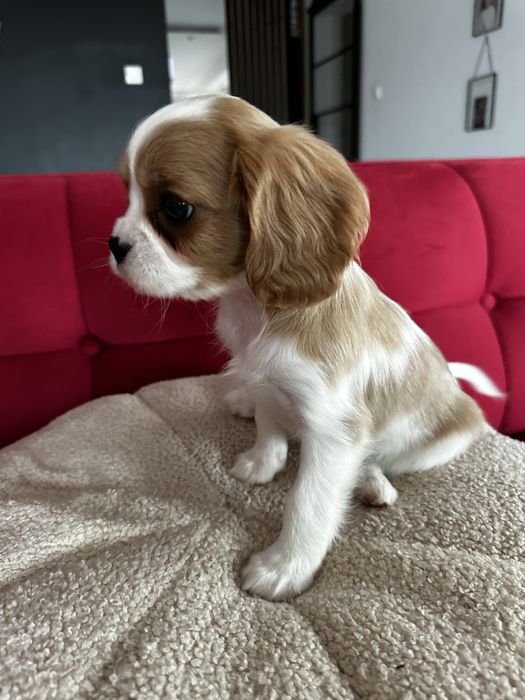 Cavalier King Charles Spaniel blenheim