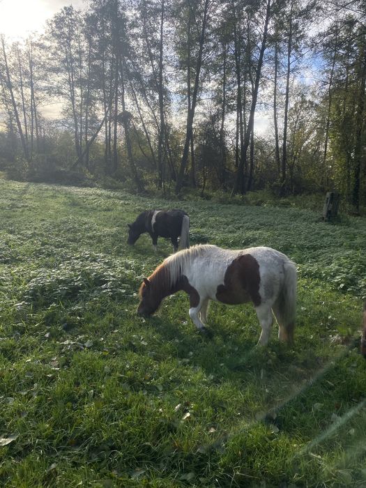 Sprzedam Klacz 3 lata