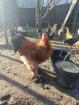 Galo Brahma Buff