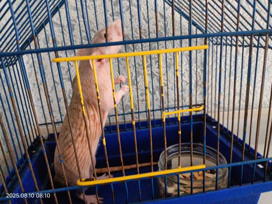 Сфінкс криска з кліткою