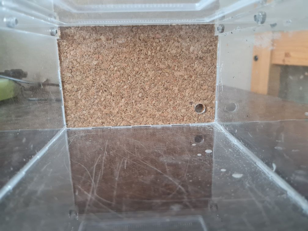 Formikarium korkowe dla mrówek