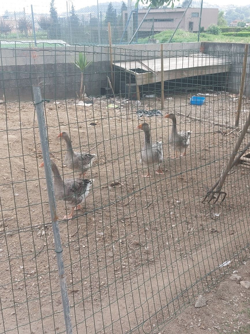 * Gansos e Patos *