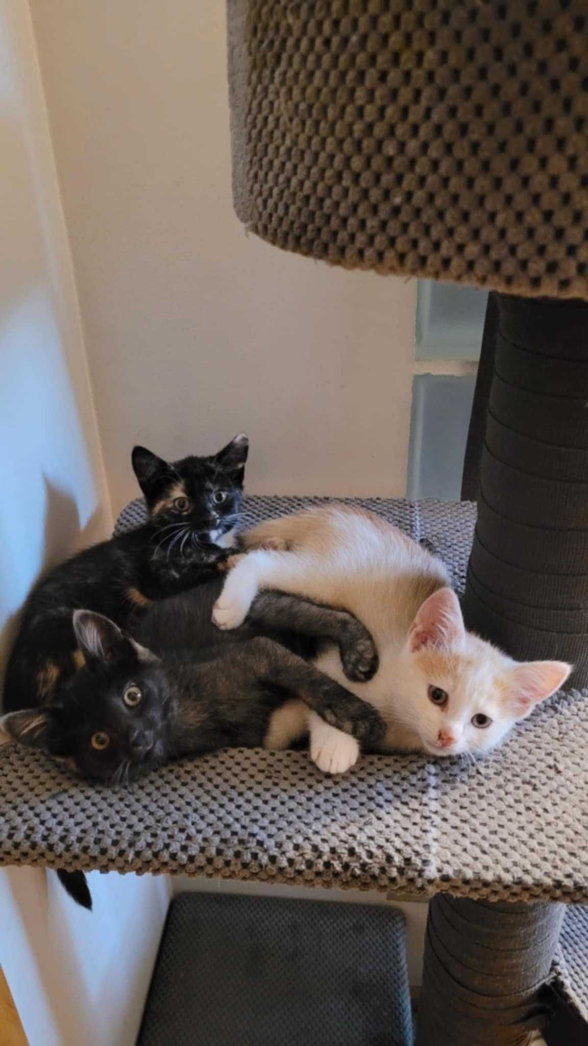 Kocięta,kocurek karpati,szylkretowa kotka, 10tyg. do adopcji