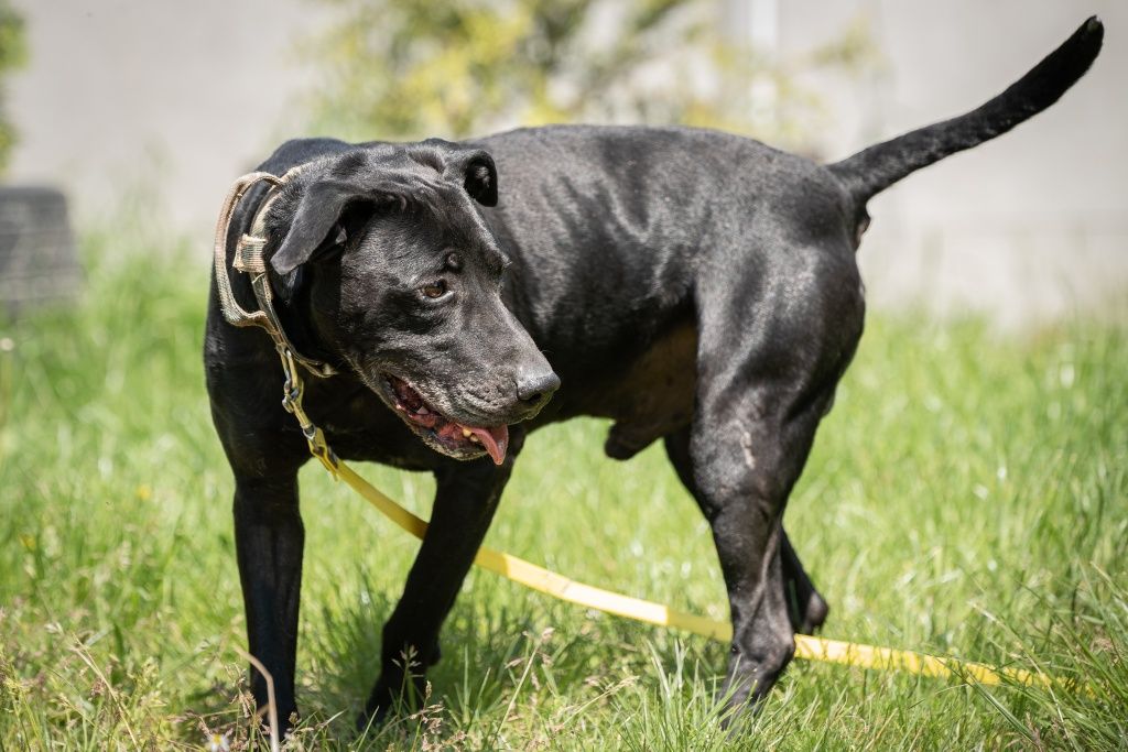 Pies Rocky w typie labradora/amstaffa