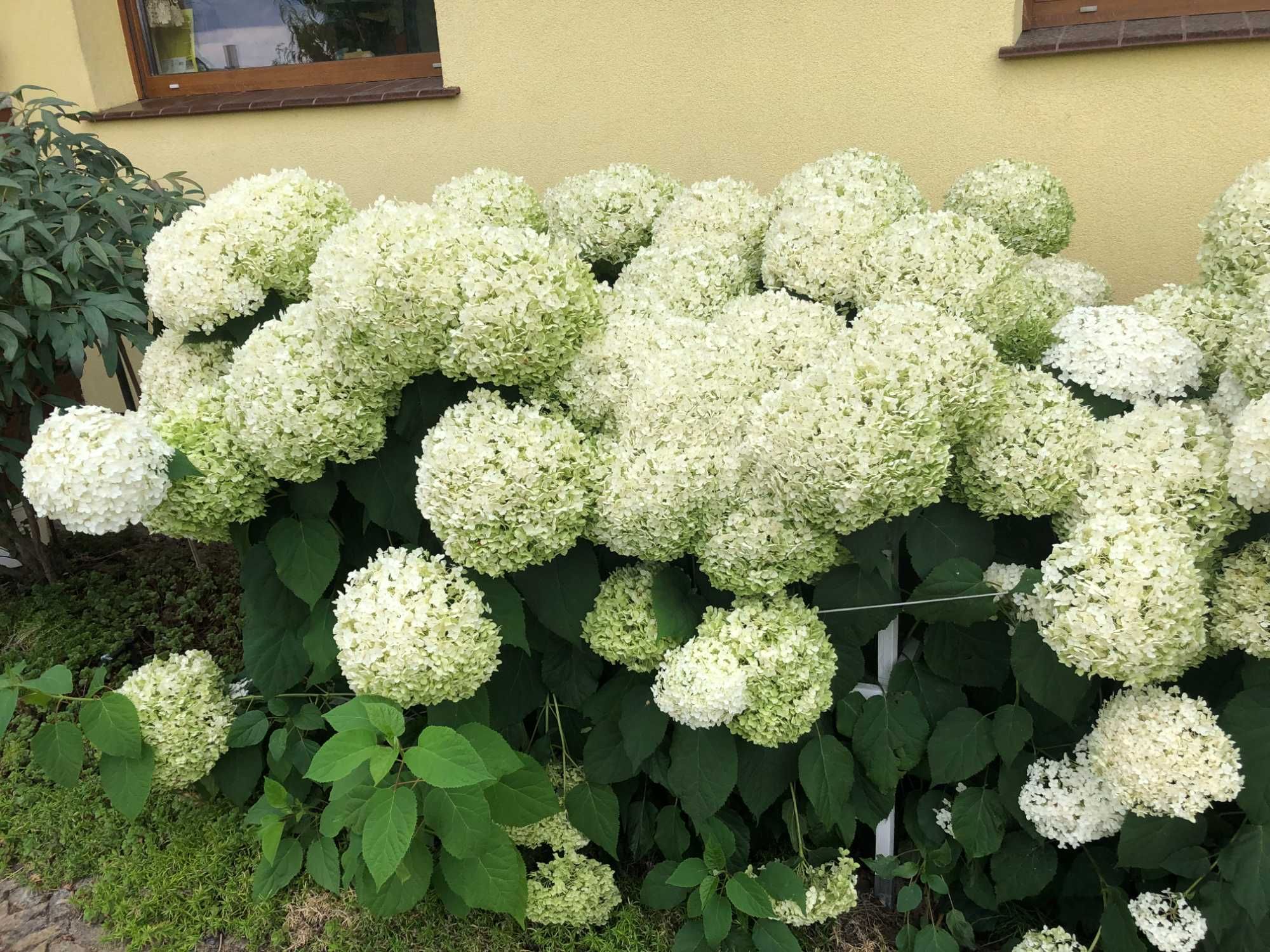 Krzewiasta Anabell nadwyżki z ogrodu 5 szt