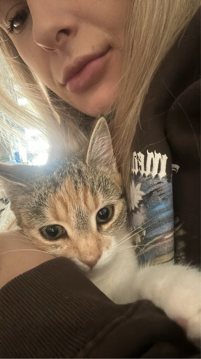 Oddam młodą kotke w dobre rece