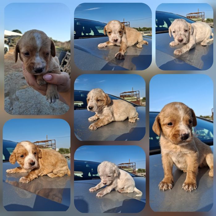 Cachorros para adopção