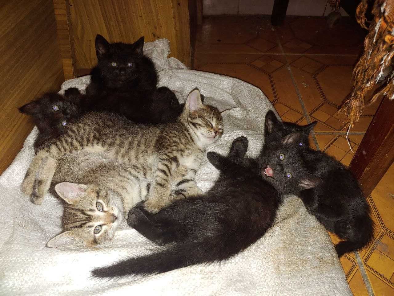 Котиків у добрі руки ! Лозова !