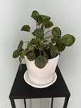 Kwiat doniczkowy pilea peperomioides pieniążek