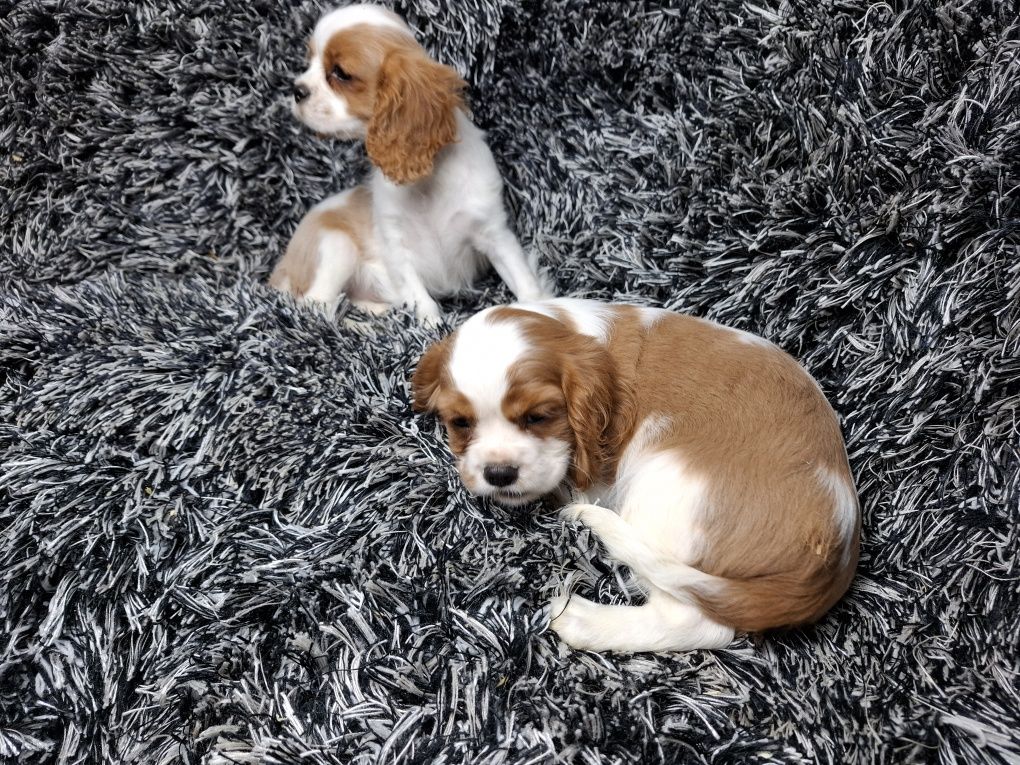 Cavalier king charles spaniel piesek